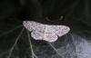 Idaea seriata